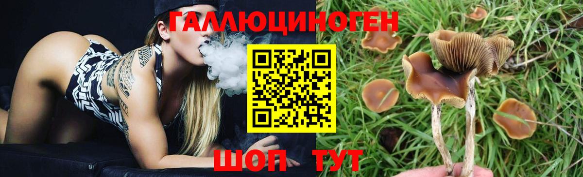 Псилоцибиновые грибы Psilocybe Минеральные Воды